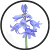 bluebell-icon1