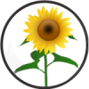 sunflower icon 2